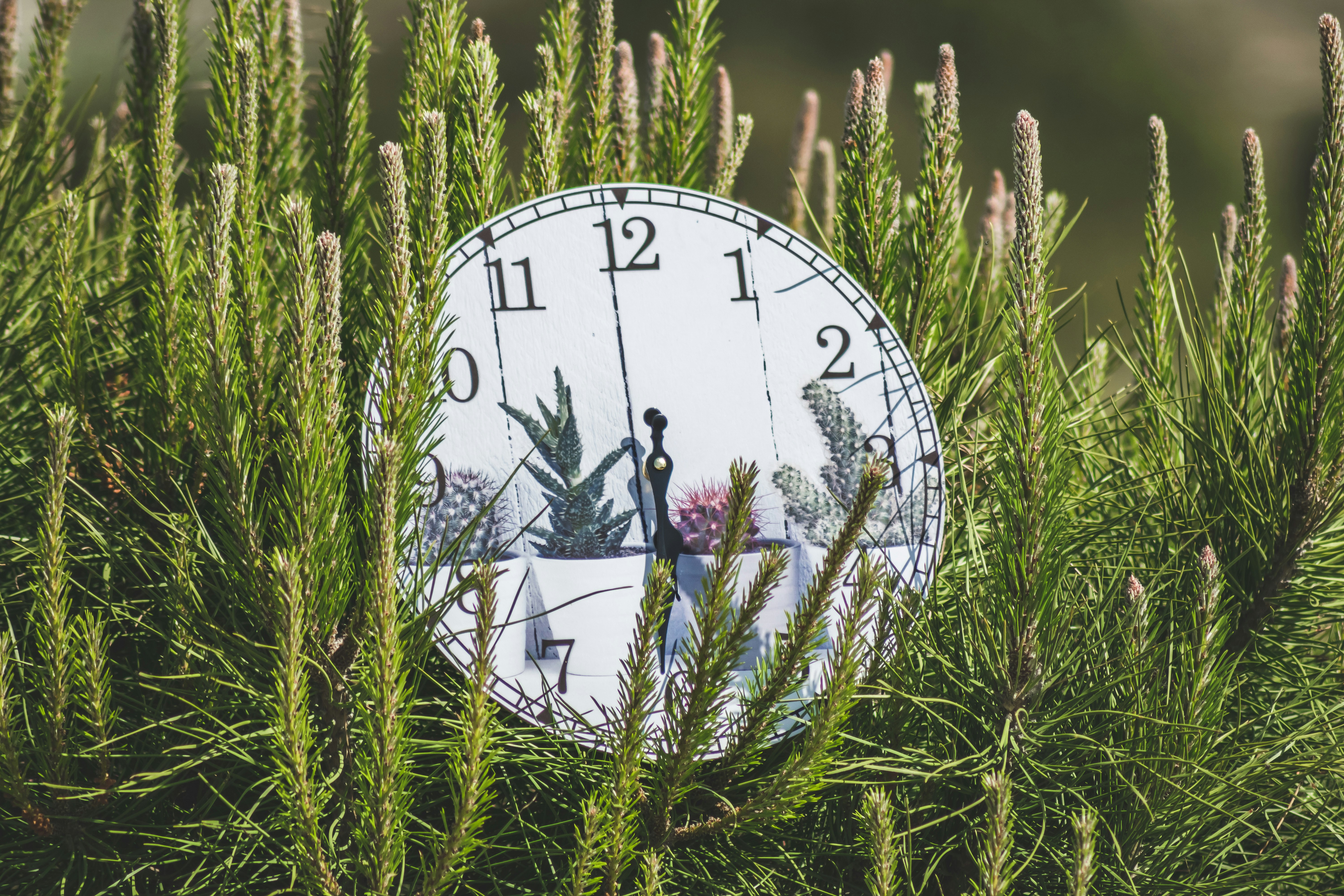 white and black analog clock on green grass